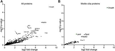 Strongly Truncated Dnaaf4 Plays a Conserved Role in Drosophila Ciliary Dynein Assembly as Part of an R2TP-Like Co-Chaperone Complex With Dnaaf6